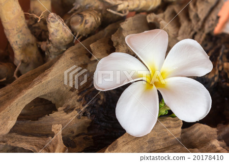White flower plumeria with dry stump White flower plumeria with dry stump 20178410