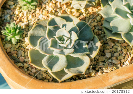Succulent Cactus Plant In a Garden Succulent Cactus Plant In a Garden 20178512