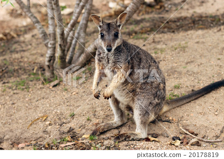 Rock wallaby Rock wallaby 20178819