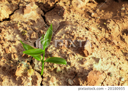 Sprout on cracked ground Sprout on cracked ground 20180935