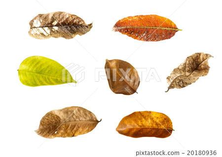 collection of dry leaves collection of dry leaves 20180936