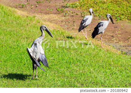 Open-billed stork Open-billed stork 20180942
