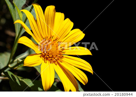 Mexican Sunflower Weed Mexican Sunflower Weed 20180944