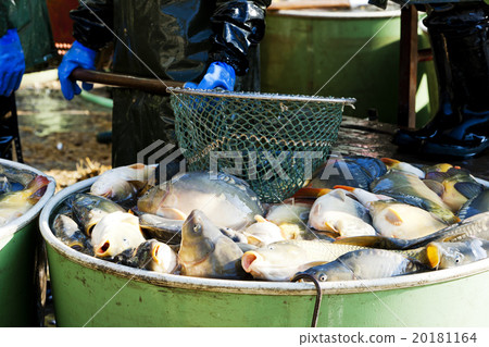 harvesting pond 20181164