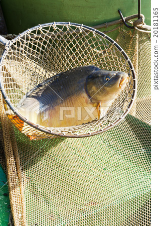 harvesting pond harvesting pond 20181165