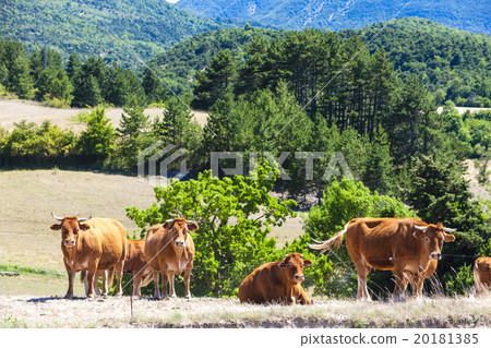 herd of cows, Rhone-Alpes, France herd of cows, Rhone-Alpes, France 20181385