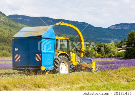 lavender harvest, Rhone-Alpes, France 20181455