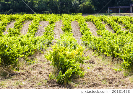 vineyard near Roche-Saint-Secret, France vineyard near Roche-Saint-Secret, France 20181458