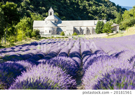 Senanque abbey with lavender field, Provence Senanque abbey with lavender field, Provence 20181561