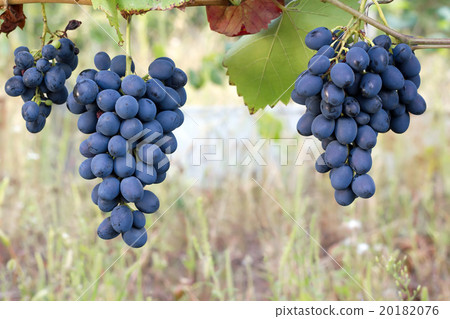 Purple red grapes 20182076
