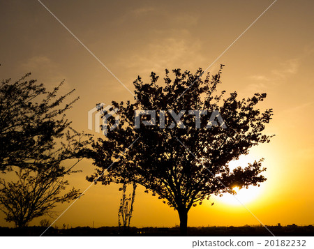 日落和櫻花樹的輪廓 20182232