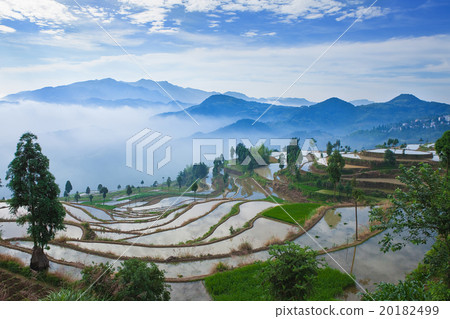 Rice fields on terraced in sunrise 20182499