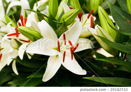 Beautiful white lily flowers 20182532