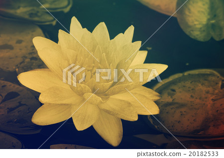 Pink Water Lily 20182533