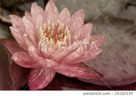 Pink Water Lily 20182534