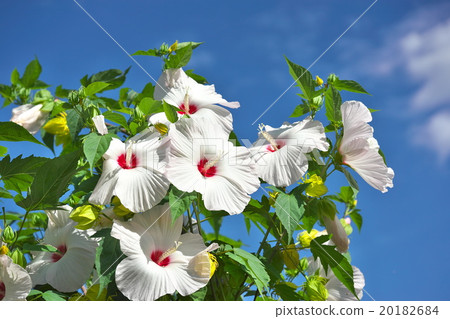 美國飛在京都 20182684