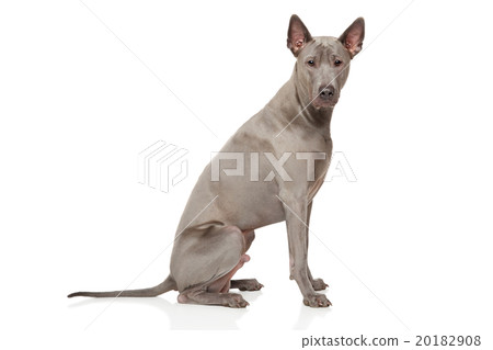 Thai Ridgeback Dog 20182908