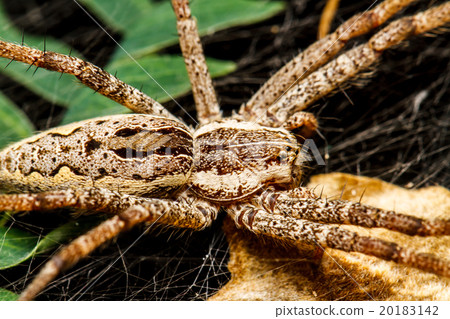 Wolf spider is resting on the net Wolf spider is resting on the net 20183142