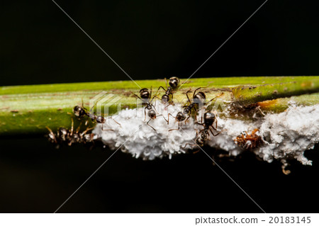Black worker ants Black worker ants 20183145