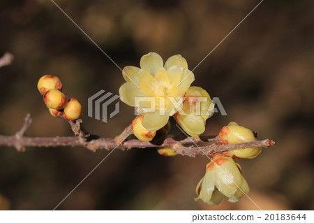 洛白花 20183644