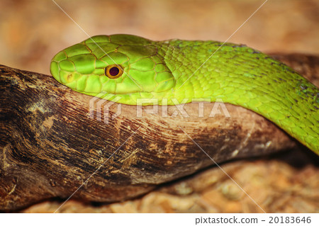 Eastern Green Mamba 20183646