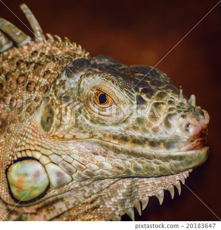 Portrait of Iguana 20183647