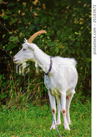 Goat on the Leash Goat on the Leash 20183672