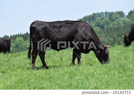 Cattle grazing month Mountain Highland Ranch Cattle grazing month Mountain Highland Ranch 20183715