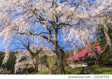 Weeping cherry blossoms at Anzaiji 20183765