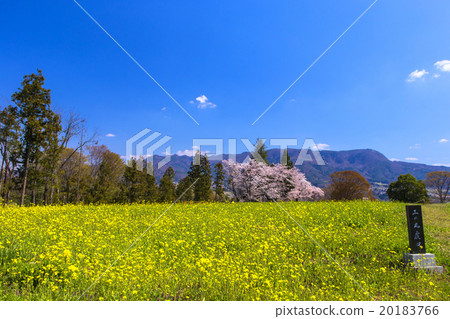 春天名字華爾茲城堡蟾蜍 20183766