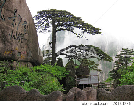 歡迎來到中國著名山岳黃山的休息區黑松 20183786