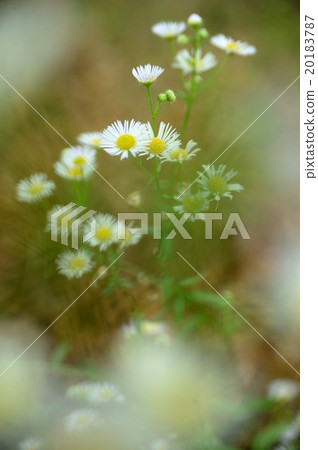 Flower gullion 20183787