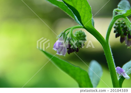 鰭狀斑岩 鰭狀斑岩 20184389