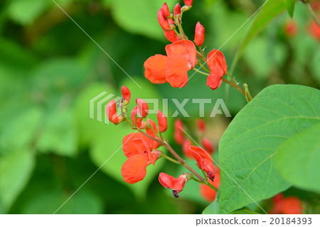 花豆紅色花 花豆紅色花 20184393