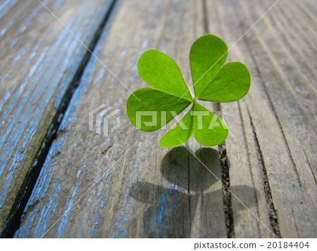 Clover  20184404