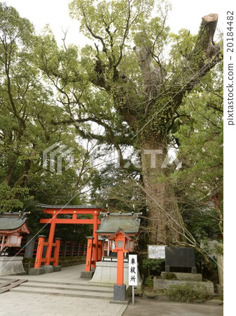 樟樹Camphorata 20184482