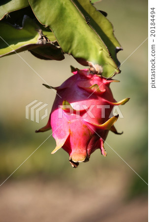 Dragon fruit Dragon fruit 20184494