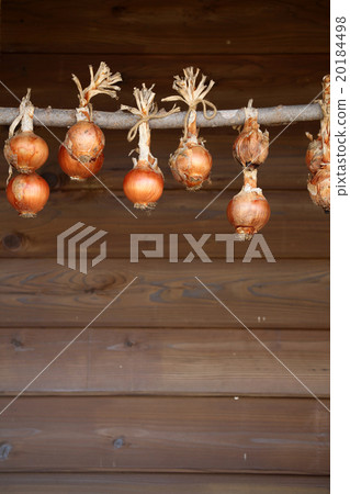 onion onion 20184498