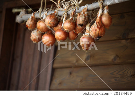 onion onion 20184499
