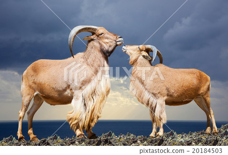 Standing couple of barbary sheep on rock 20184503