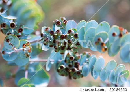 Closeup of Book-leaf mallee Closeup of Book-leaf mallee 20184550
