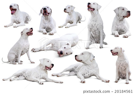 Set of Dogo Argentino Set of Dogo Argentino 20184561