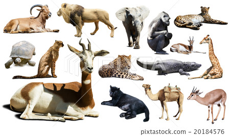 gazelle other African animals. Isolated over white 20184576