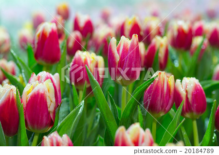 red tulips in the garden 20184789