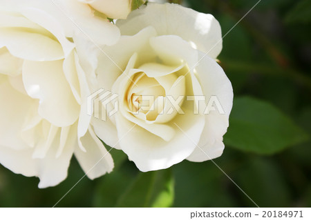 Rose Iceberg Rose Iceberg 20184971