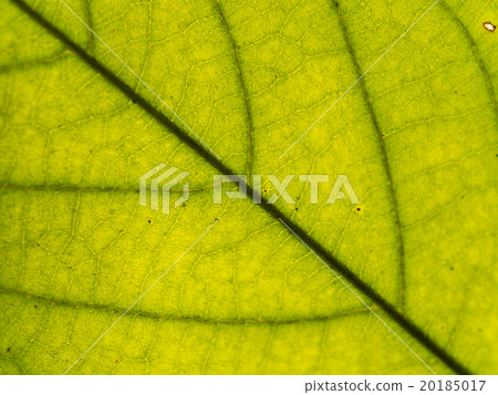 Green leaf closed up 20185017