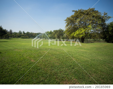 Green summer park garden. 20185069