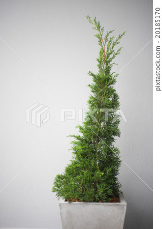 Pine tree in pot 20185170