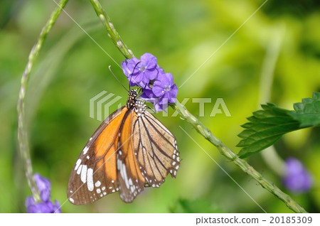 Suejigoro Kabamadara Suejigoro Kabamadara 20185309