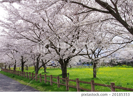 排櫻桃樹 20185353